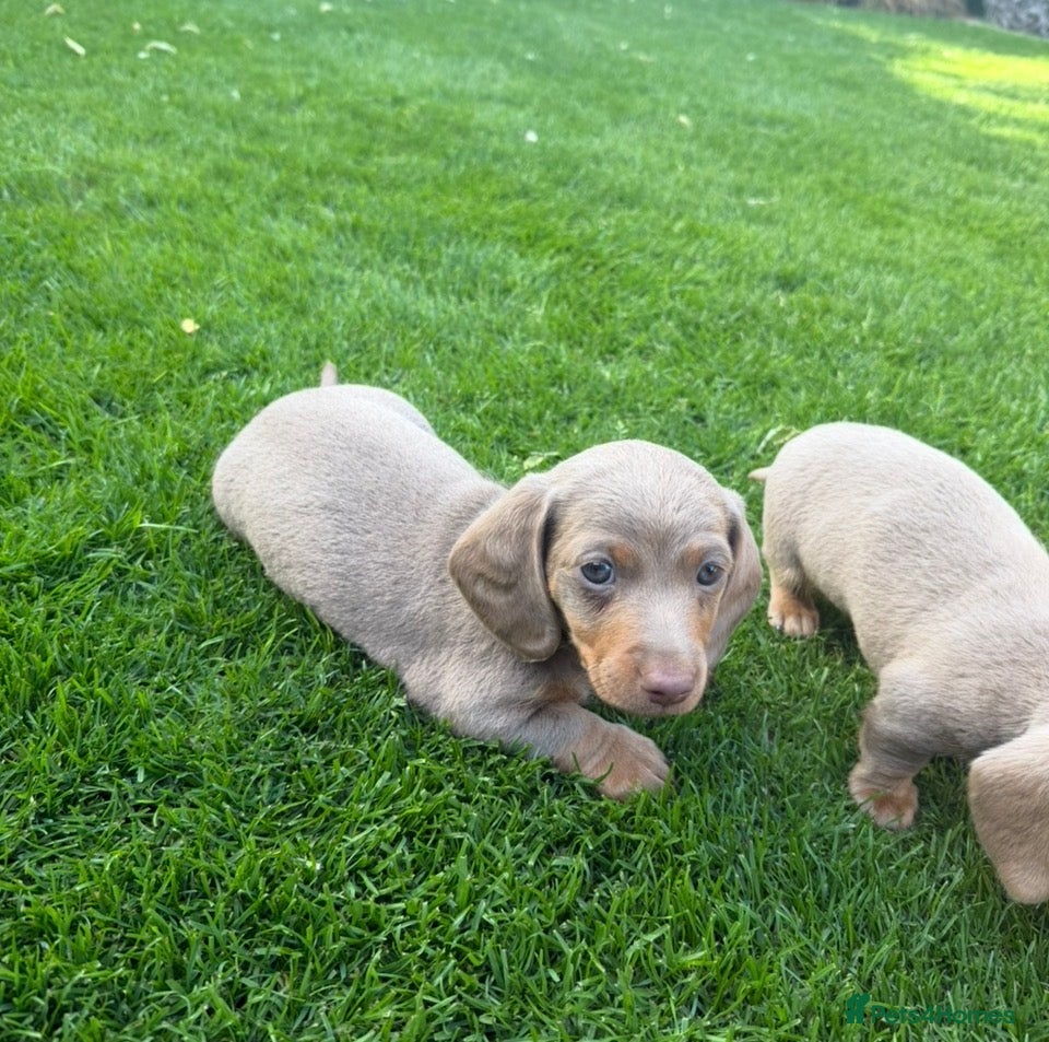 Miniature Dachshund dogs KC Reg. Miniature Dachshund Puppies Ready 4th June - Advert 7