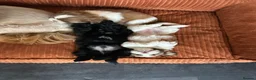 Shih Tzu dogs for sale: Beautiful Shih Tzu Puppies Ready 23rd October - Advert 3