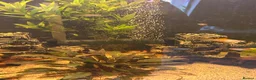 Bettas fish for sale: Tropical fish bundle  - Advert 5