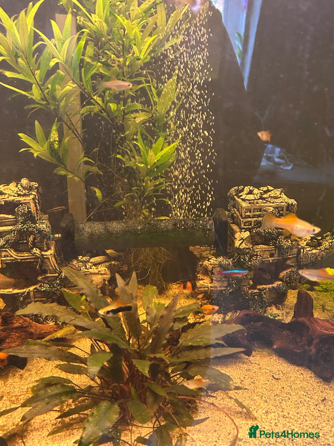 Bettas fish for sale: Tropical fish bundle  - Advert 5