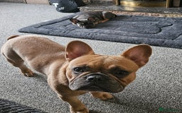 French Bulldog dogs for sale: French bulldog  - Image 1