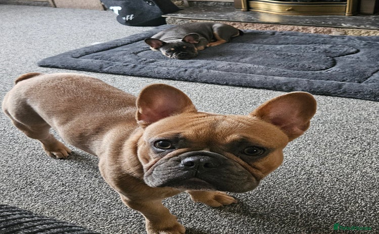 French Bulldog dogs - Advert 1