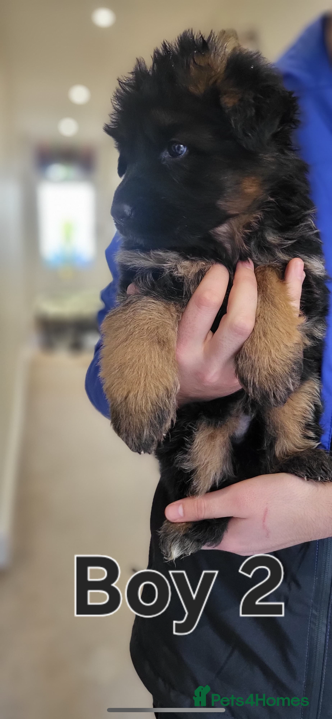 German Shepherd dogs for sale: Premium Pedigree GSD Puppies – Champion Bloodlines - Advert 18