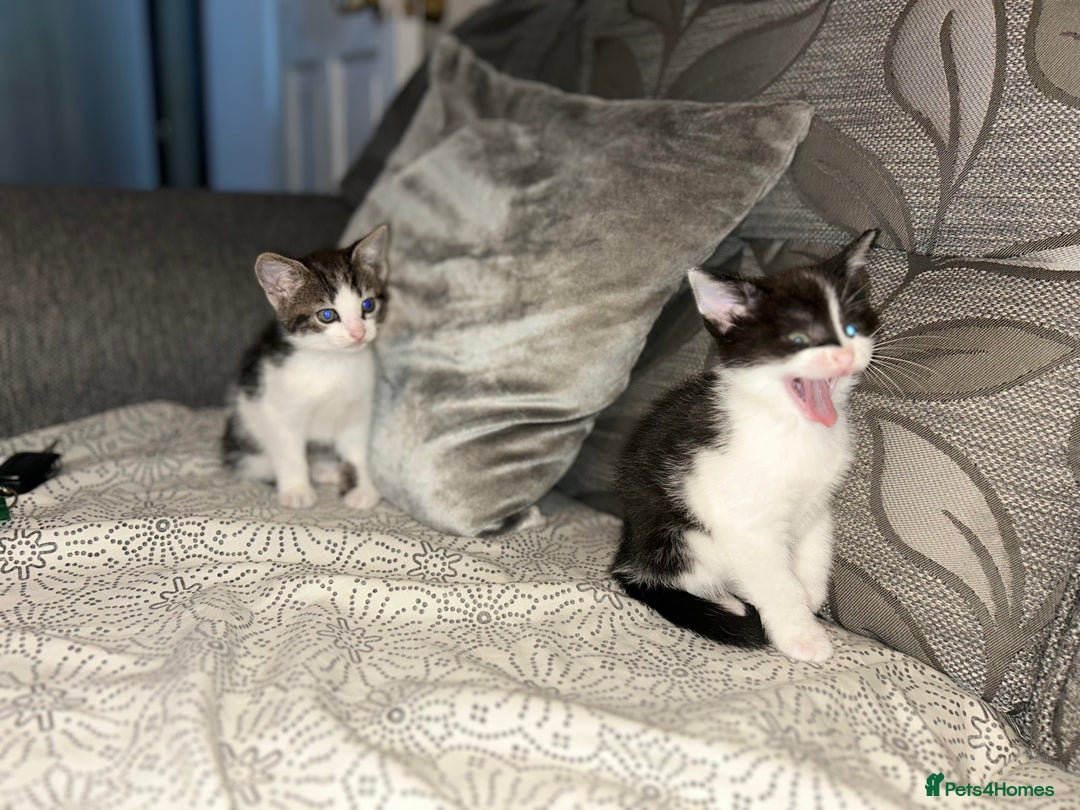 Domestic Shorthair cats for sale: Kittens for sale - Advert 5