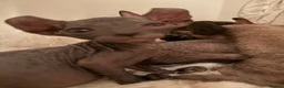 Sphynx cats for sale: Stunning sphinx kittens  - Advert 13