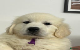 Golden Retriever dogs for sale: Wonderful happy golden retriever puppies  - Image 1