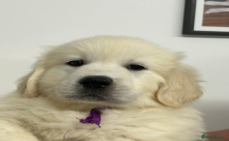 Golden Retriever dogs - Advert 9
