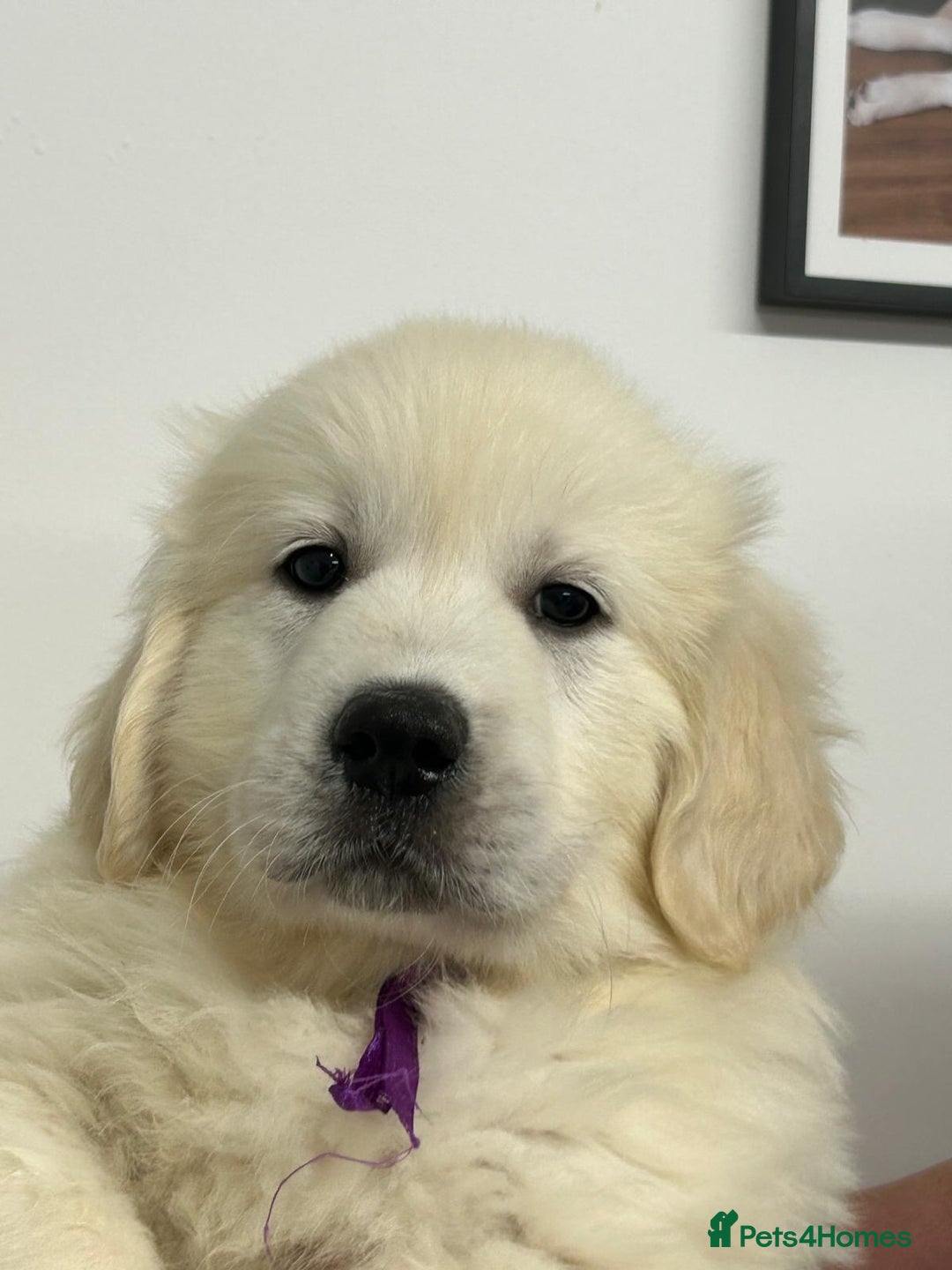Golden Retriever dogs for sale: Wonderful happy golden retriever puppies  - Image 1