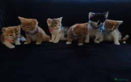 Mixed Breed cats for sale: Gorgeous mixed kittens - Image 1