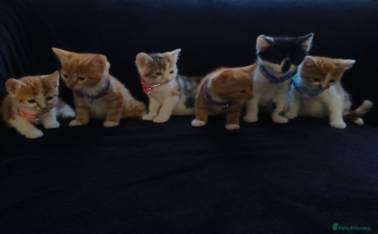 Mixed Breed cats - Advert 1