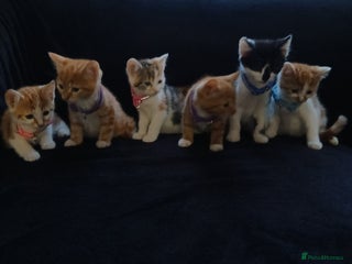 Mixed Breed cats - Advert 12