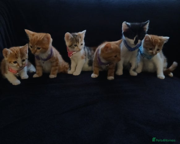Mixed Breed cats - Advert 2