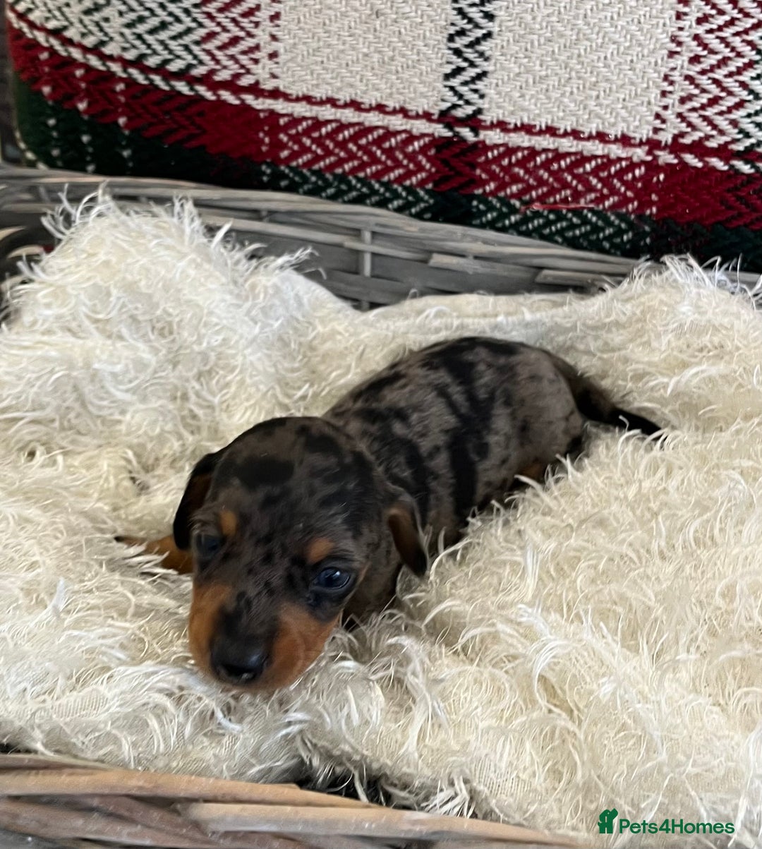 Miniature Dachshund dogs for sale: Beautiful true kc reg miniature dachshunds - Advert 17