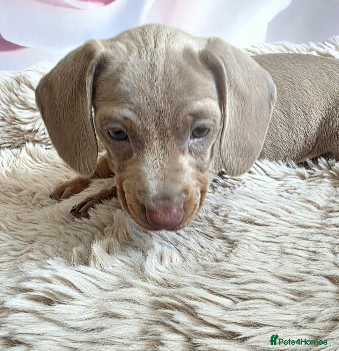 Miniature Dachshund dogs for sale: DARLA the dachshund  - Advert 6
