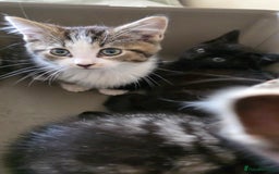 Mixed Breed cats for sale: Adorable kittens  - Image 5
