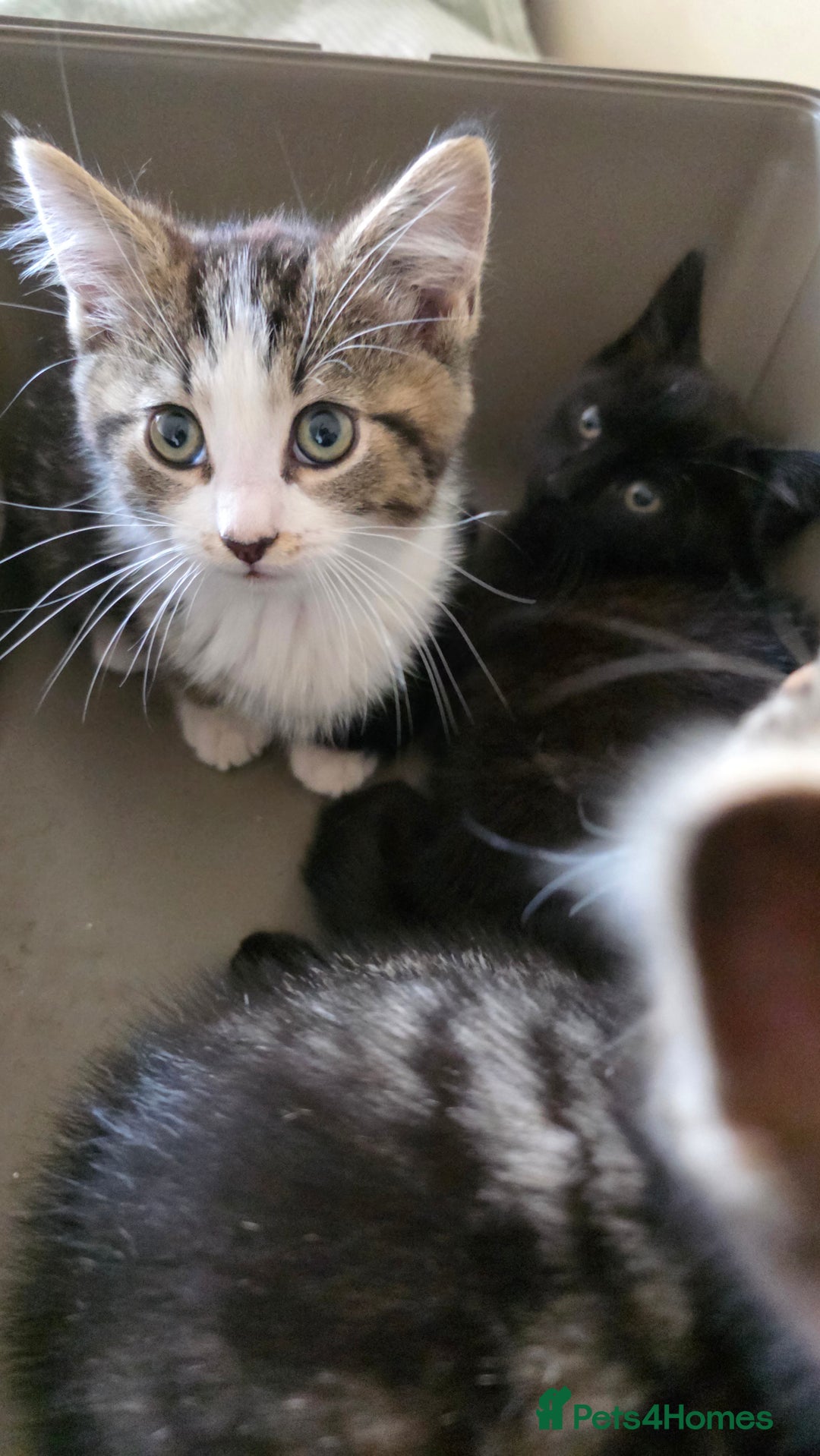 Mixed Breed cats for sale: Adorable kittens  - Image 5