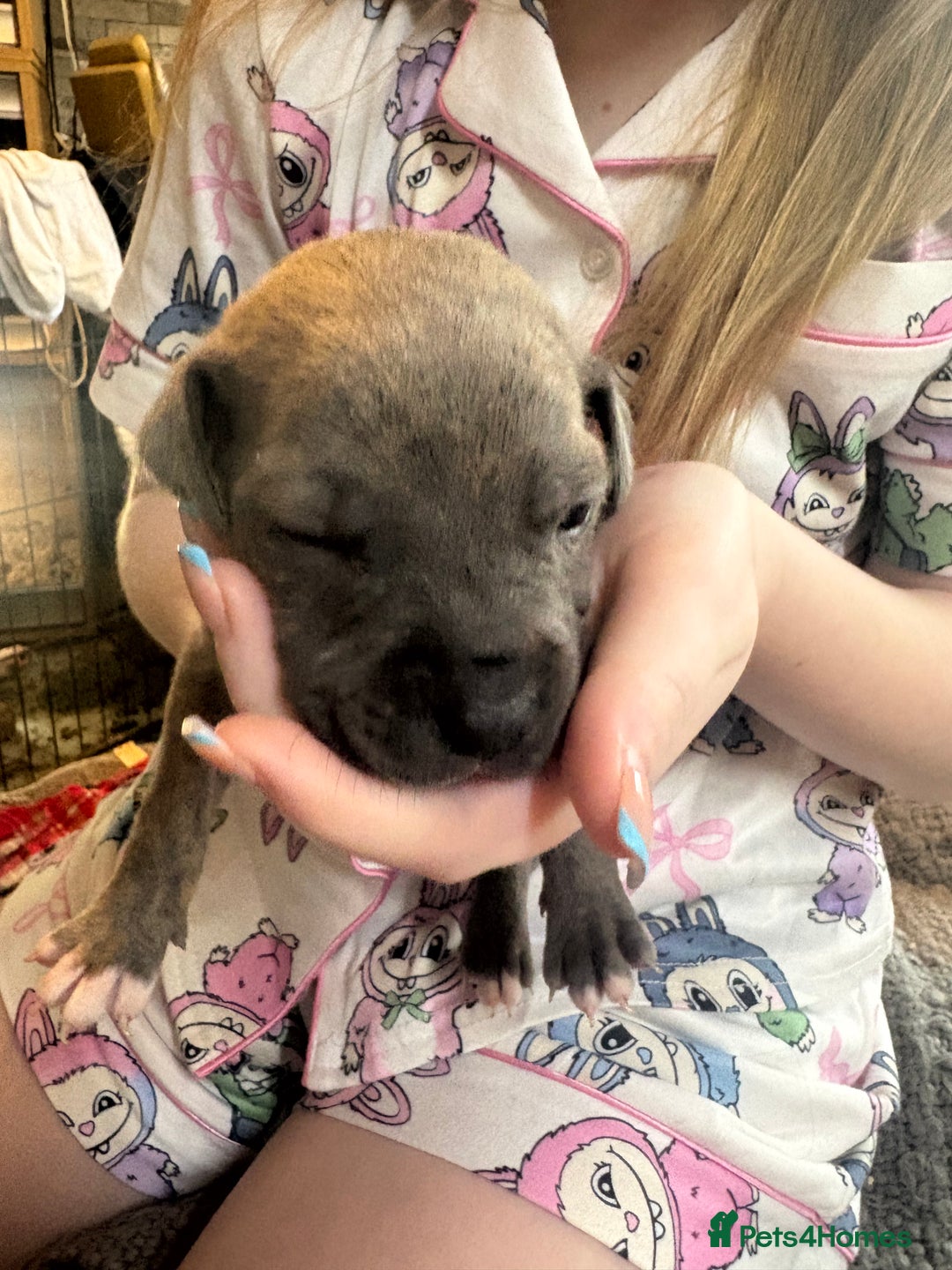 Mixed Breed dogs for sale: Staffy pups - Advert 15