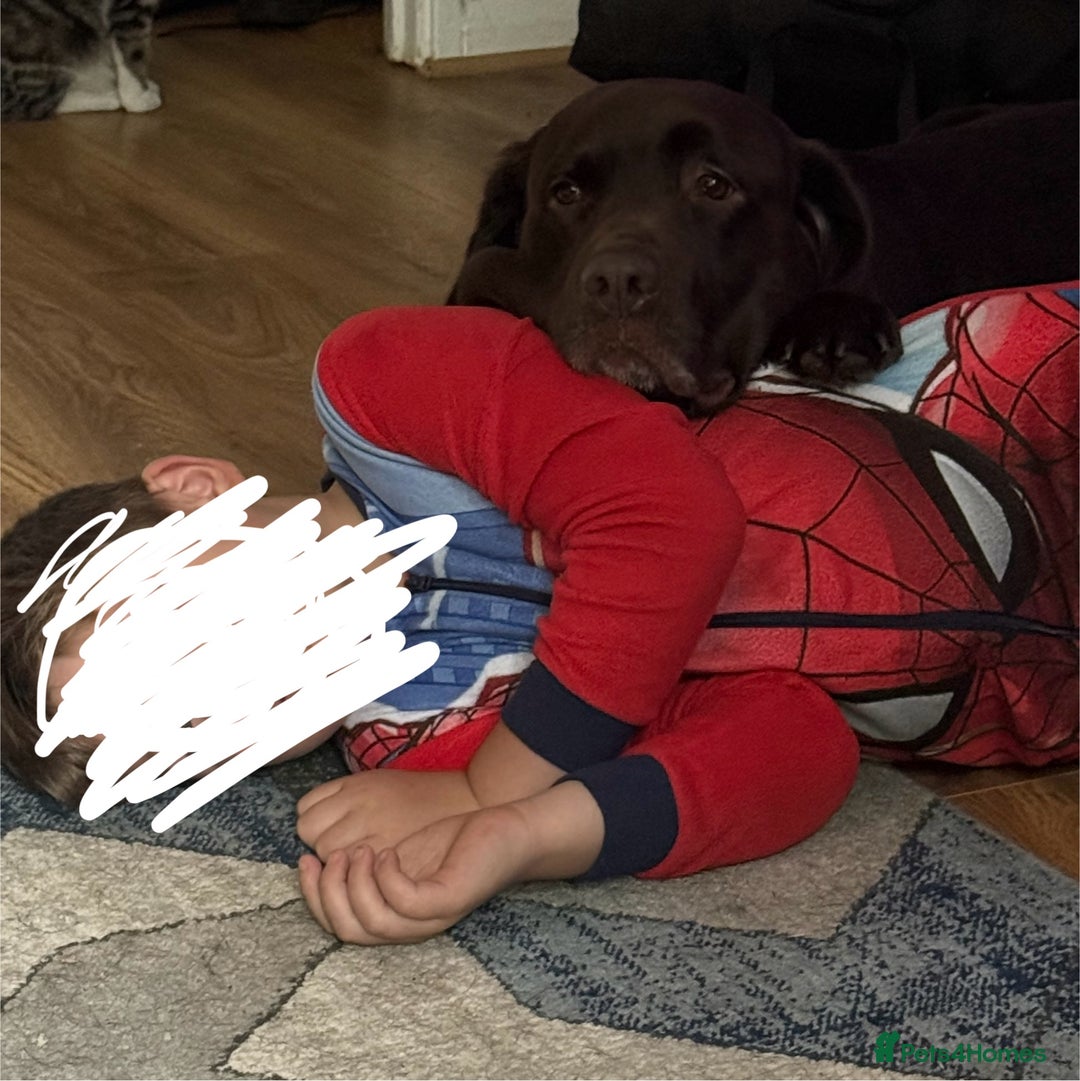 Labrador Retriever dogs for stud: Chocolate Labrador for stud PROVEN in Shrewsbury - Image 11