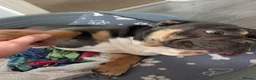 English Bulldog dogs for sale: English bulldog  - Advert 3