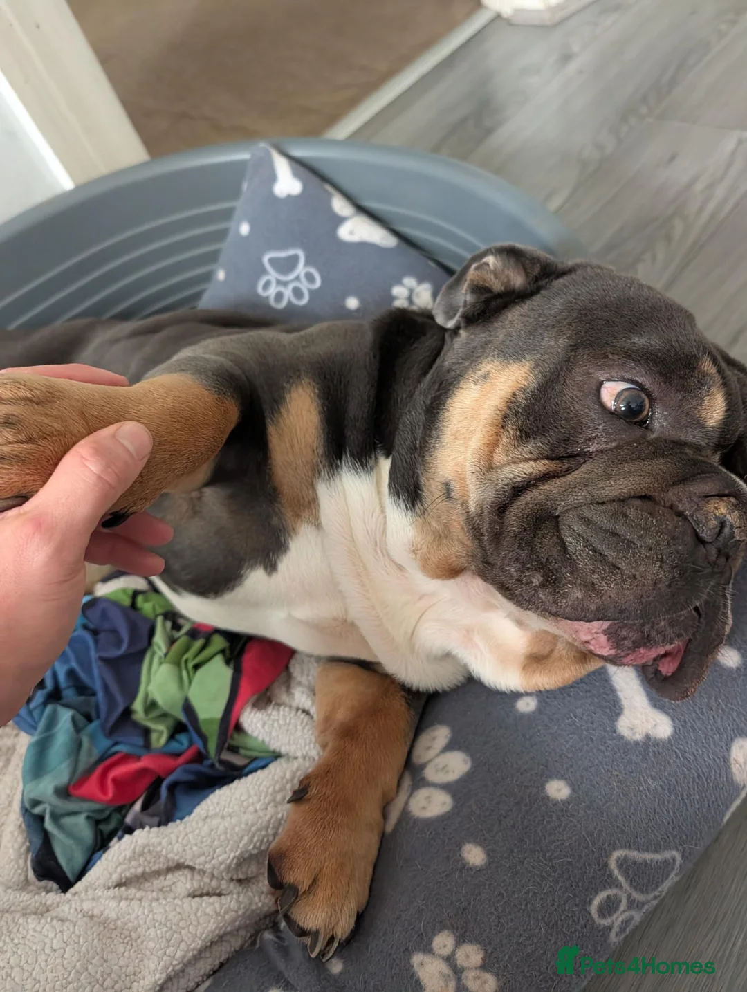 English Bulldog dogs for sale: English bulldog  - Advert 3