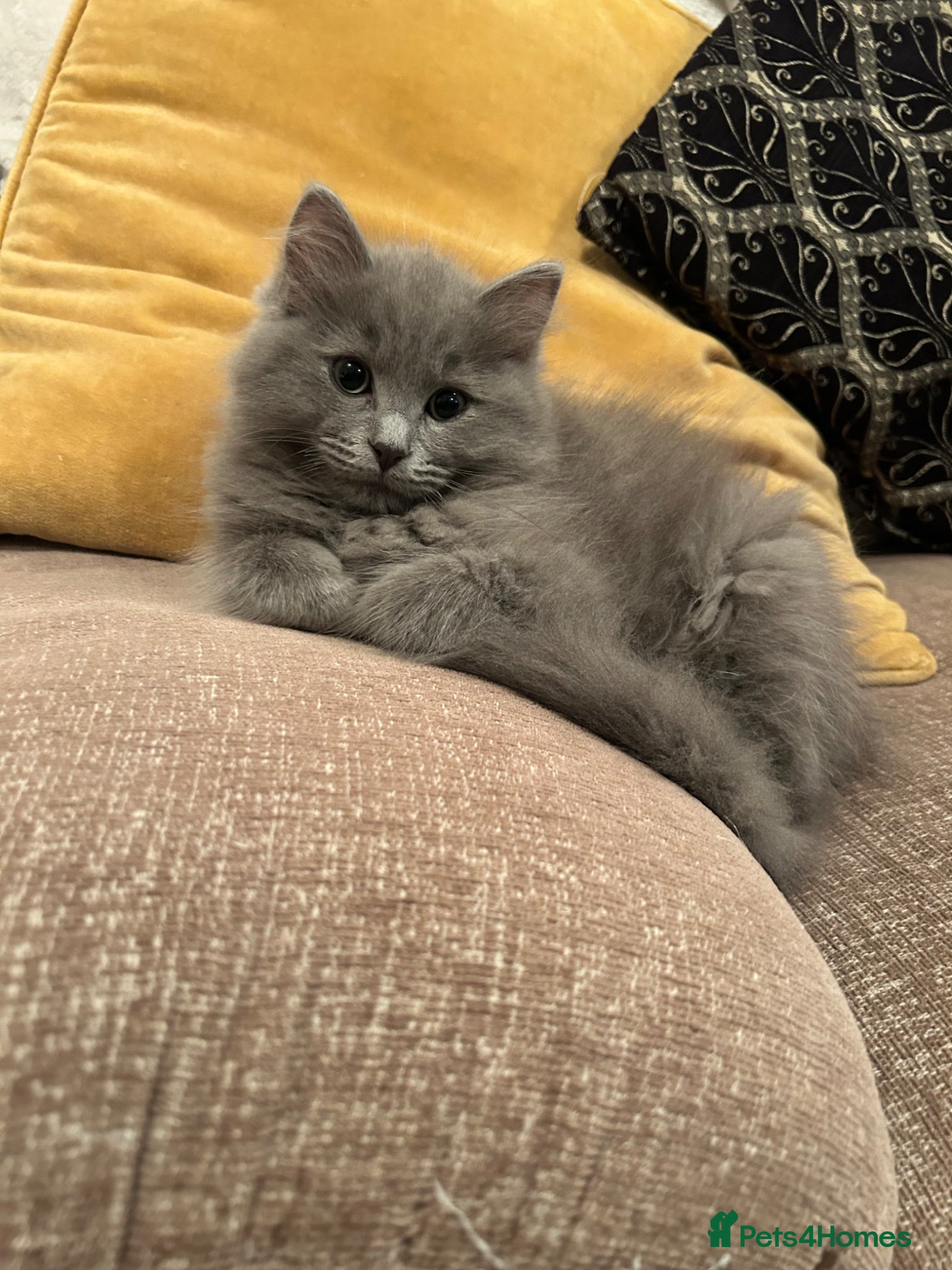 Ragdoll cats Blue ragdolls 💙 purebreed very playful  - Advert 1