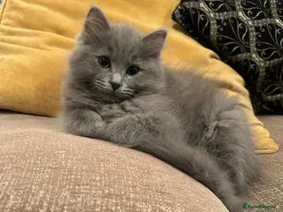 Ragdoll cats Blue ragdolls 💙 purebreed very playful - Advert 1