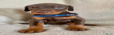Blue collar Brown and Rust male 