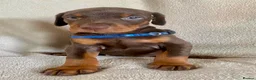 Dobermann dogs for sale: Health tested European puppies  - Advert 5