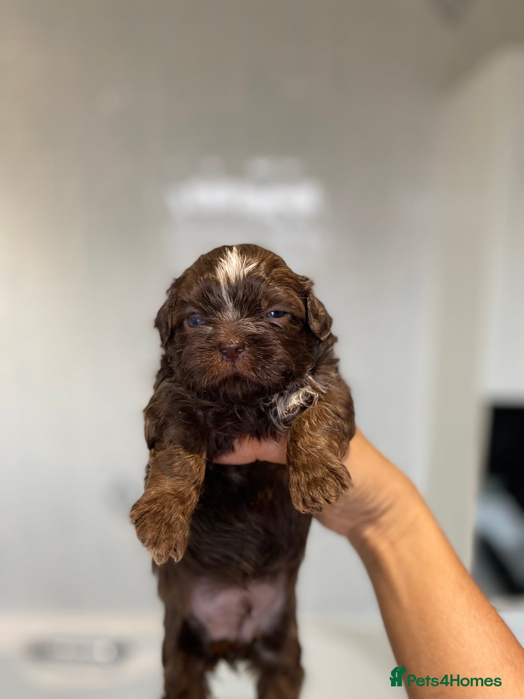 Shih Tzu dogs for sale: 😍 chocolate shihtzu😍 - Advert 7