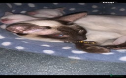 Siamese cats for sale: Siamese X Ragdoll Male kitten, Ready now.  - Image 3