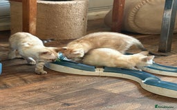 Bengal cats for sale: Snow and charcoal Bengals Registered - Image 4