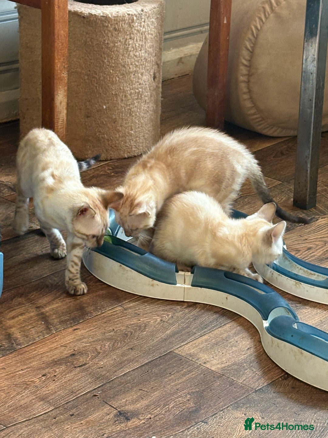 Bengal cats for sale: Snow and charcoal Bengals Registered - Image 4