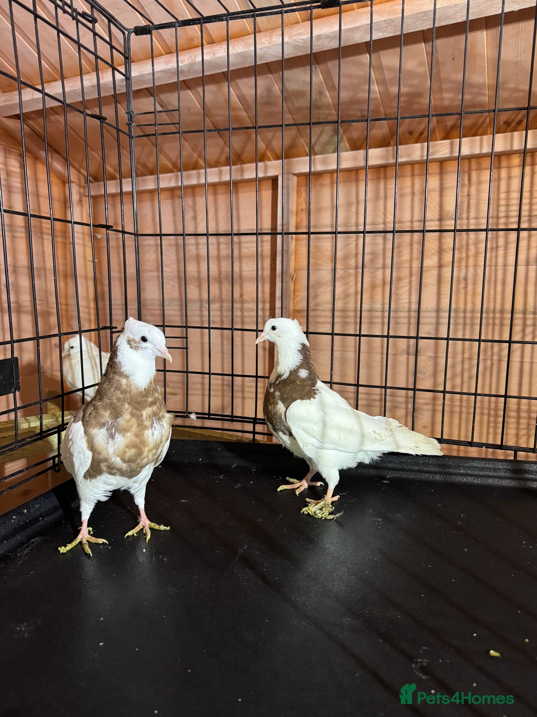 Pigeons birds for sale: Pigeon  - Advert 1