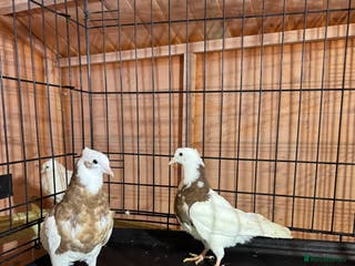 Pigeons birds Pigeon - Advert 17