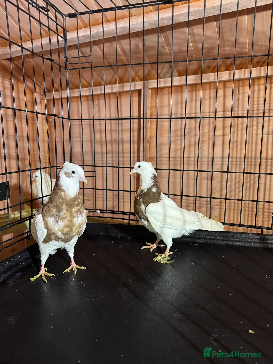 Pigeons birds for sale: Pigeon  - Advert 1