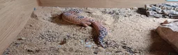 Gecko reptiles for sale: Beautiful Leopard geckos 3 available  in Sutton - Advert 6