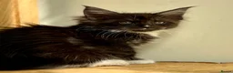 Maine Coon cats for sale: Beautiful Maine Coon kittens - Advert 19