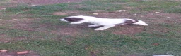 English Springer Spaniel dogs for sale: English springer spaniels in Bargoed - Advert 12