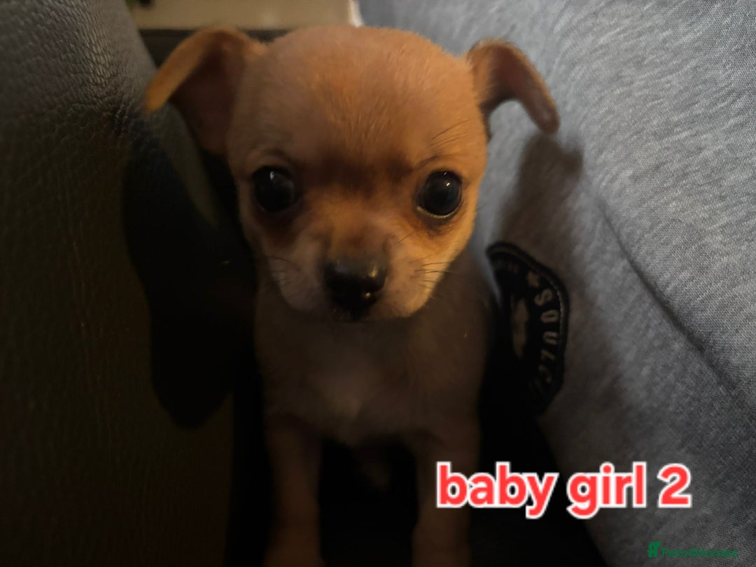 Chihuahua dogs for sale: Super tiny chihuahua girls for sale - Image 9