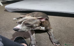 Mixed Breed dogs for sale: Millow 12 months - Image 1