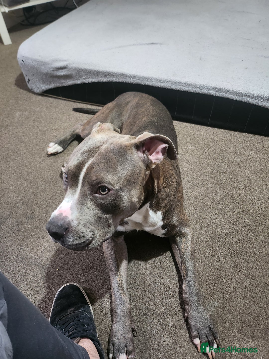 Mixed Breed dogs for sale: Millow 12 months - Image 1