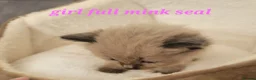 Ragdoll cats for sale: 4 beautiful seal mink ragdolls available 8/8/26 - Advert 2