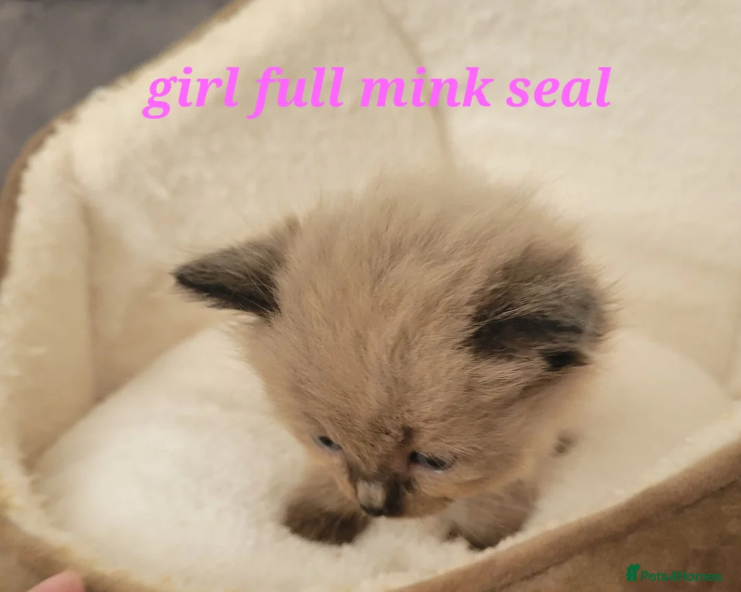 Ragdoll cats for sale: 4 beautiful seal mink ragdolls available 8/8/26 - Advert 2