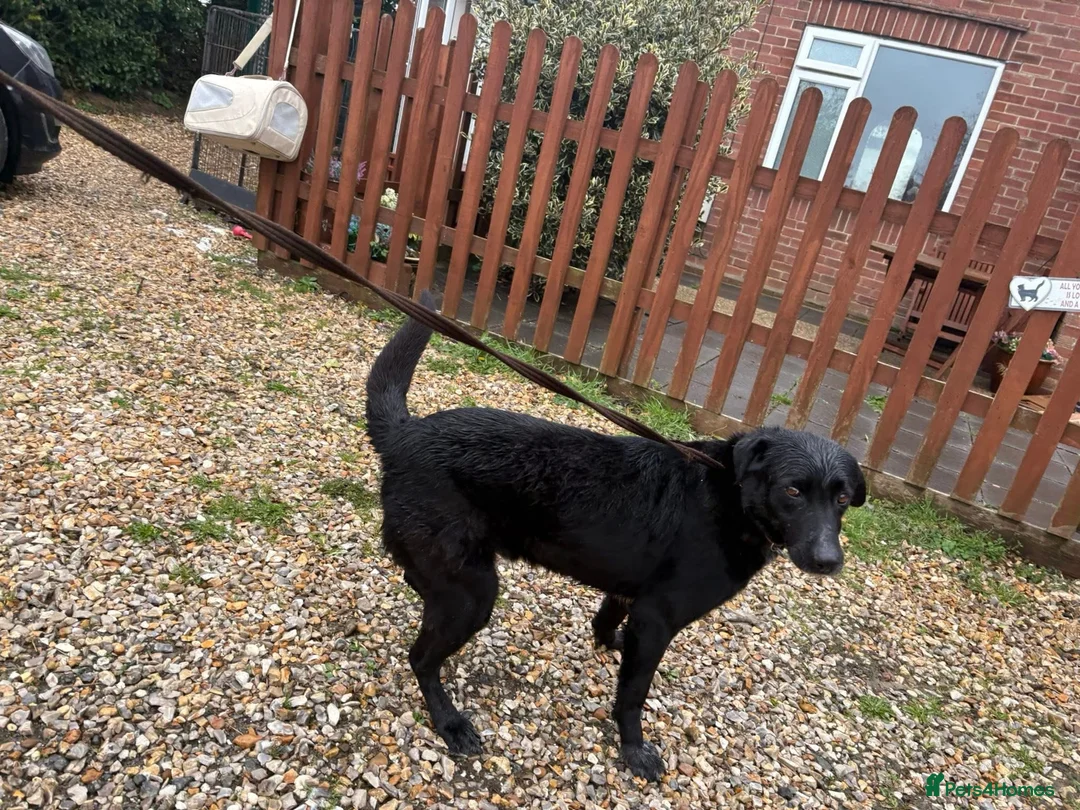 Mixed Breed dogs for adoption: Merlin - Norwich Norfolk  - Advert 13