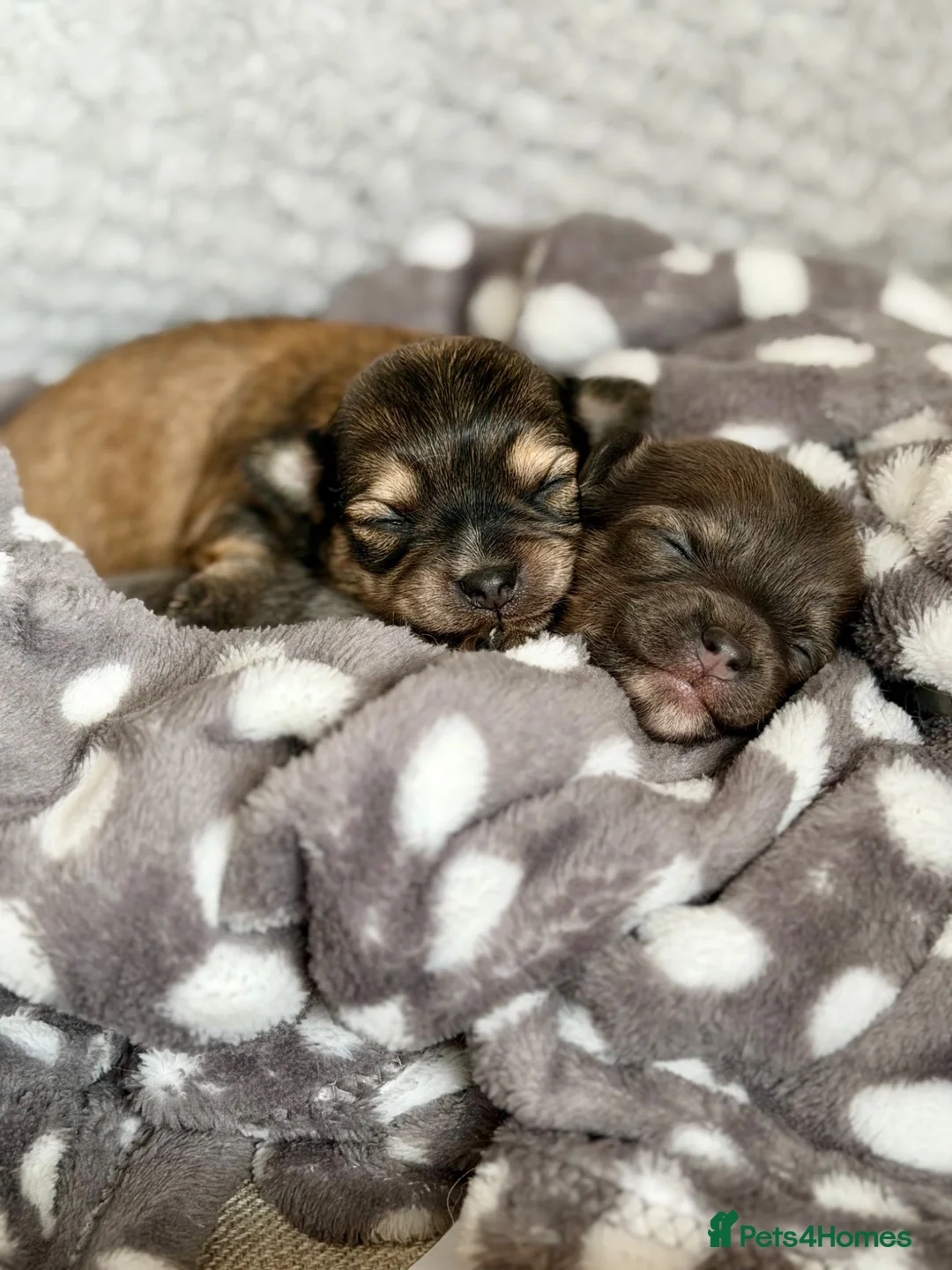 Chorkie dogs for sale: Miniature Chorkie Boys - Advert 2