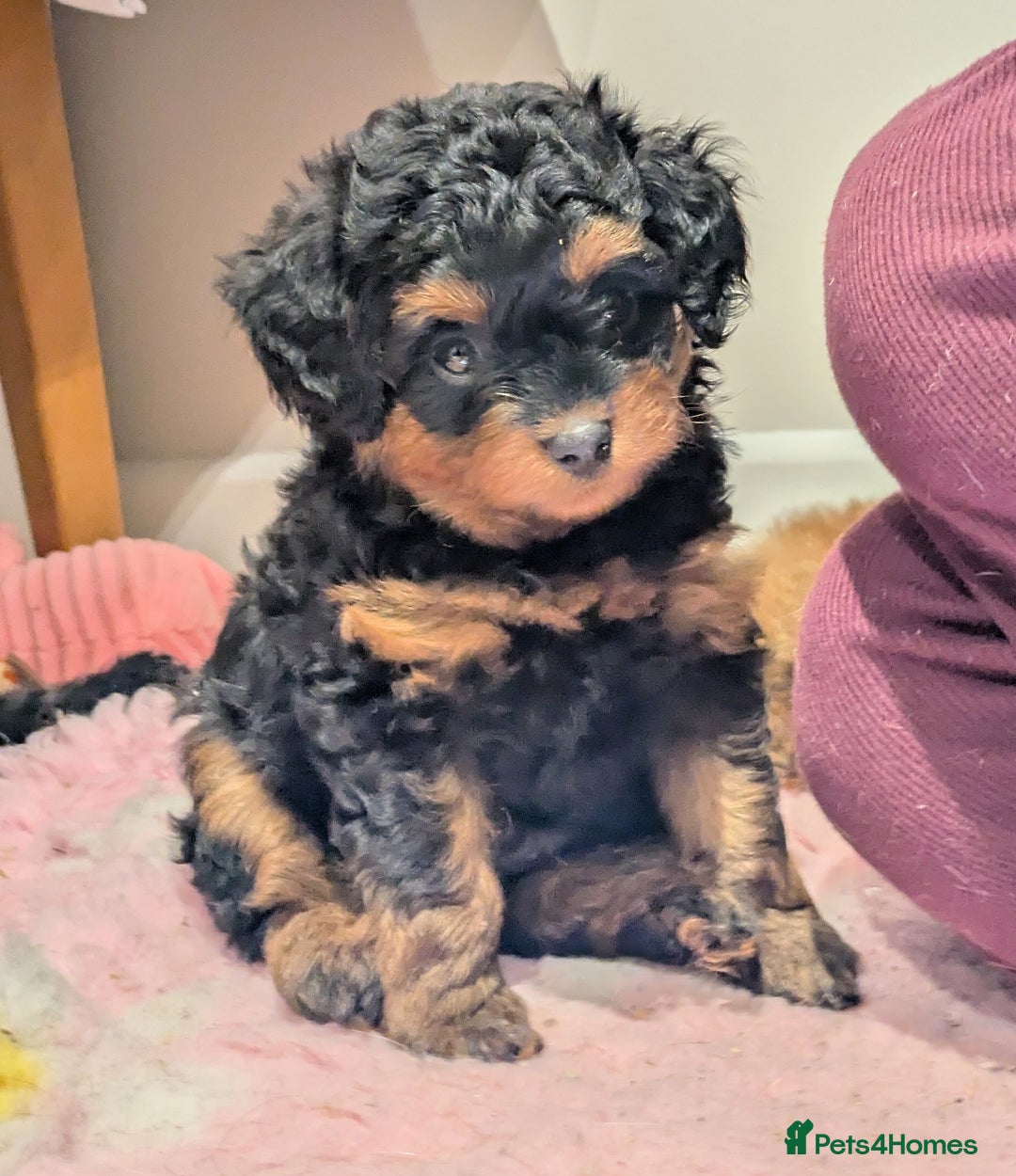 Pomapoo dogs for sale: Gorgeous Pomapoo puppies, 1st vaccination  - Advert 4