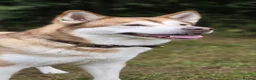 Alaskan Malamute dogs for sale: Alaskan Malamute Puppies Due 17/07/2026 in Tunbridge Wells - Advert 1