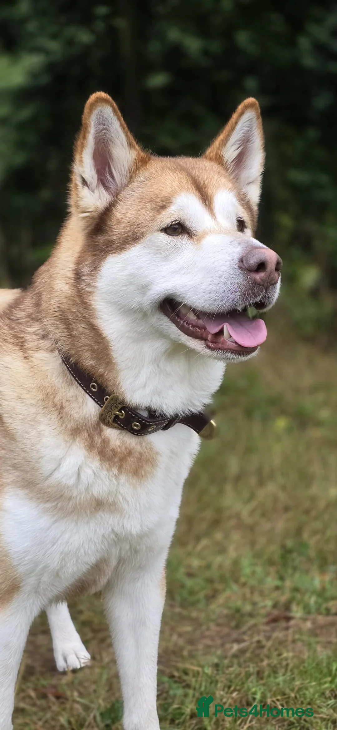 Alaskan Malamute dogs for sale: Alaskan Malamute Puppies Due 17/07/2026 in Tunbridge Wells - Advert 1