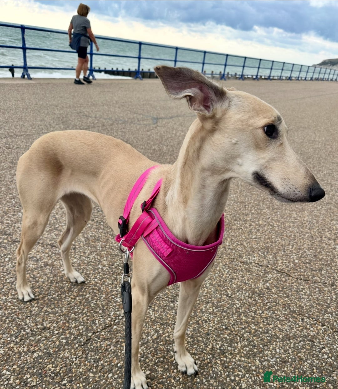 Mixed Breed dogs for sale: 4 year old lurcher for sale  - Advert 2