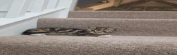 Mixed Breed cats for sale: Mixed breed - Advert 3